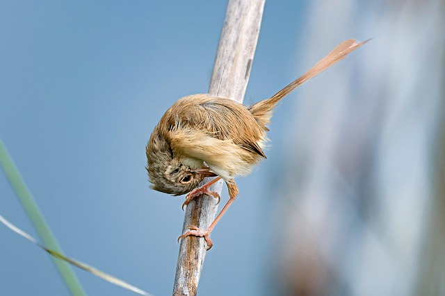 Wildlife Pest Control
