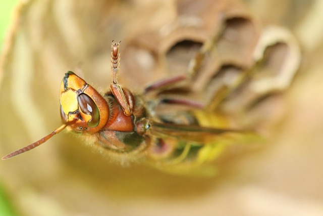 Wildlife Pest Control