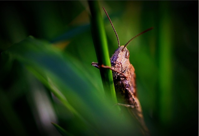 Wildlife Pest Control