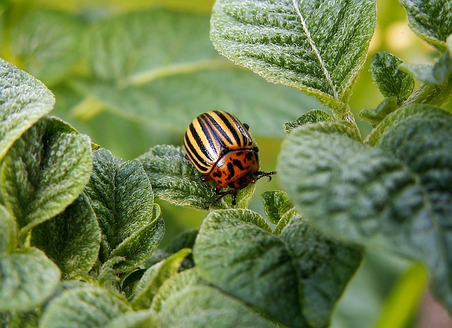 wildlife-pest-control-640x480-50084505.jpeg