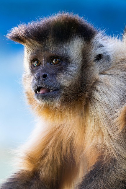 Wildlife Pest Control