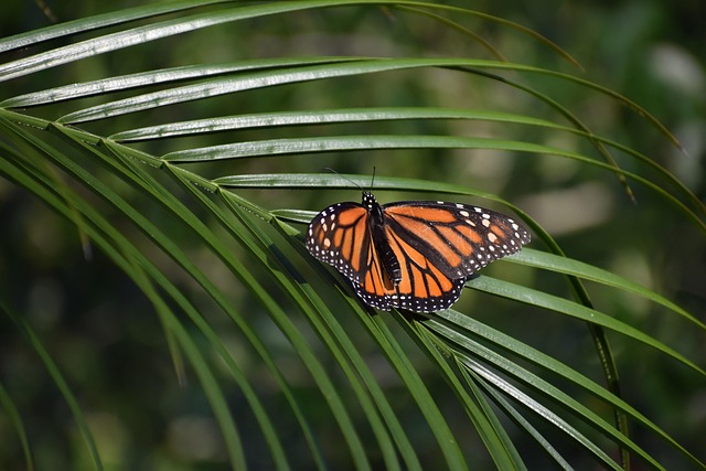 Wildlife Removal