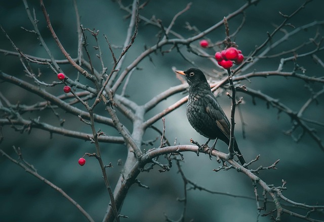 Wildlife Removal