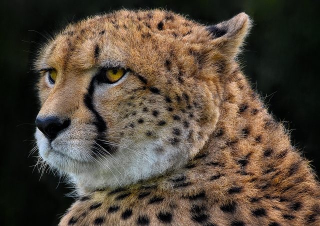 wildlife-removal-640x480-41085256.jpg