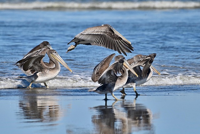wildlife-removal-640x480-59045491.jpeg