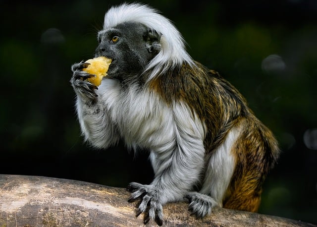 Wildlife Removal