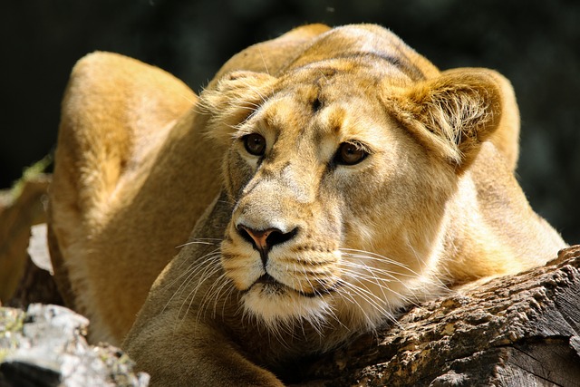 Wildlife Removal