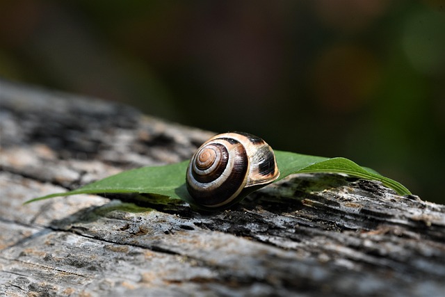 Wildlife Removal