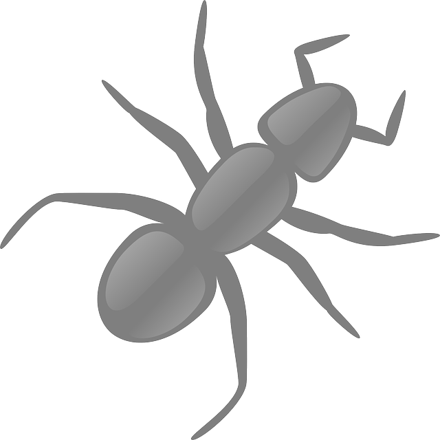Affordable Termite Treatment