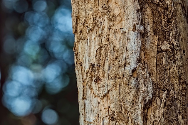 Affordable Termite Treatment