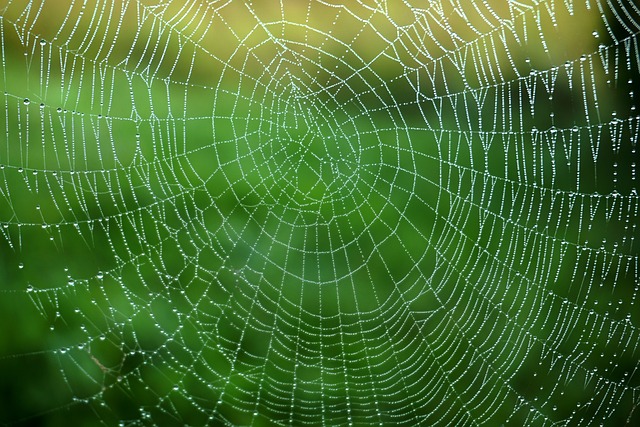 affordable web design services