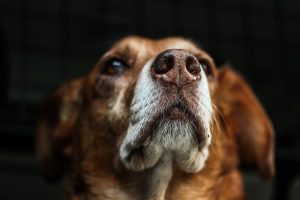 Revolutionizing Pet Comfort: Eco-Friendly Cooling Solutions for Dog Houses