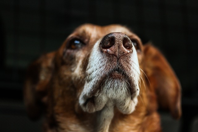 air-conditioned-dog-house-640x480-24698704.jpeg