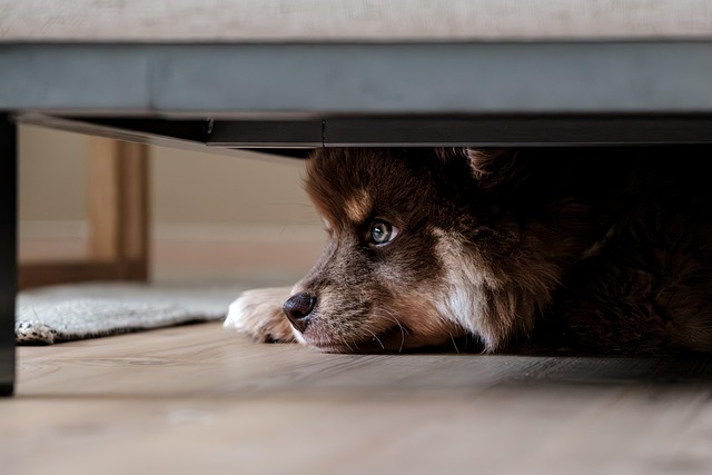 air conditioned dog house