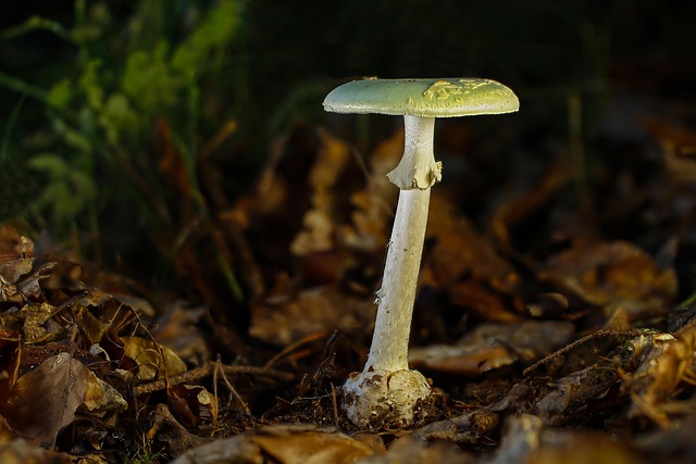 Amanita Muscaria Edible