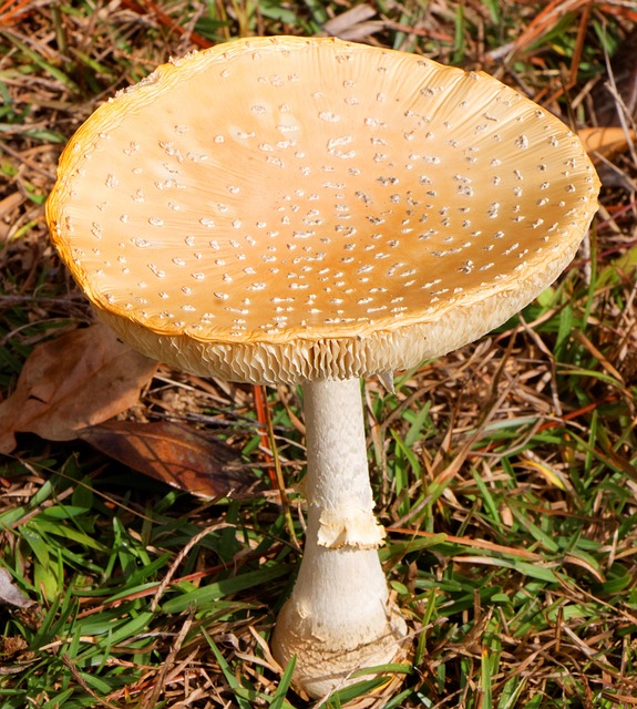 Amanita Muscaria Edible