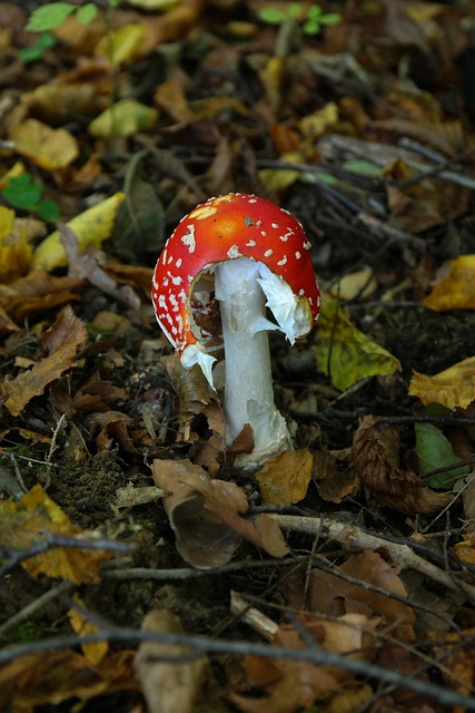 Amanita Muscaria Edible