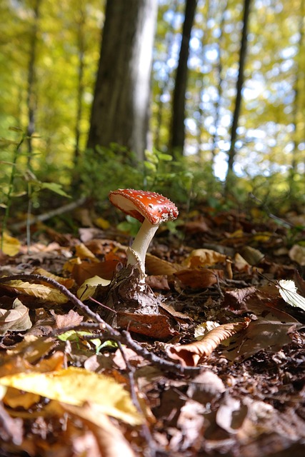 Amanita Muscaria Edible