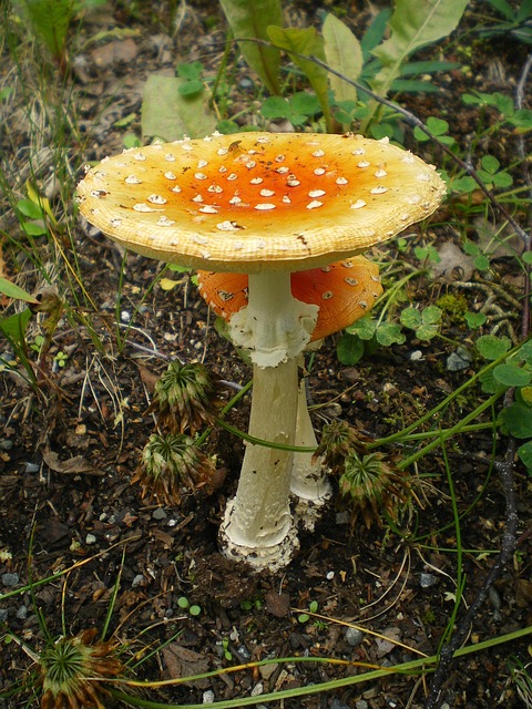amanita-muscaria-edible-640x480-20320232.jpeg