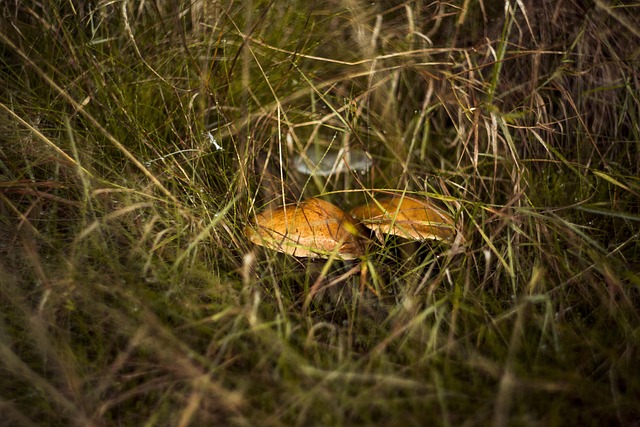Amanita Muscaria Edible