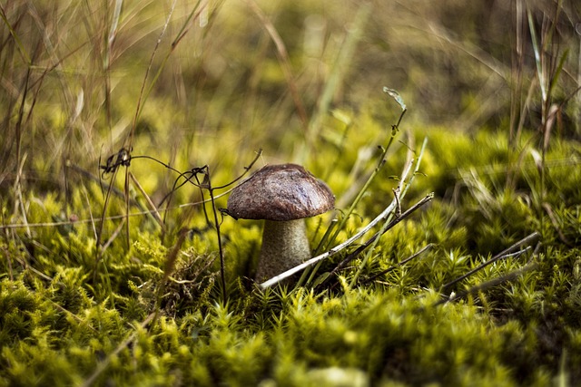 Amanita Muscaria Edible