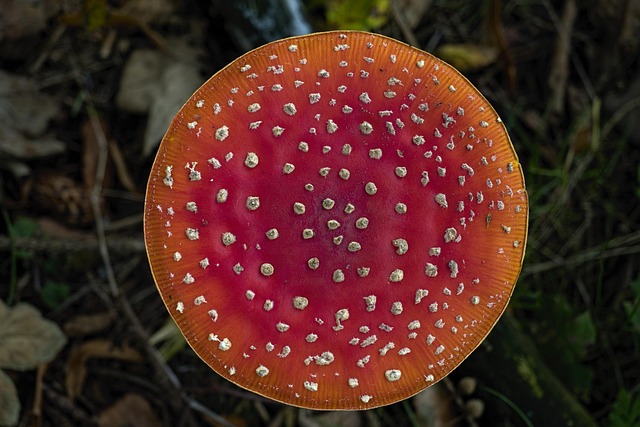 Amanita Muscaria Edible