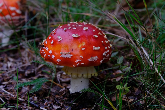 Amanita Muscaria Edible