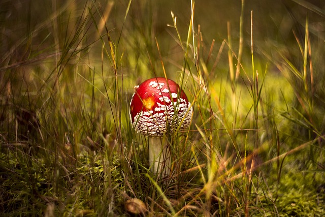 Amanita Muscaria Edible