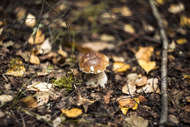 Amanita Muscaria Edible