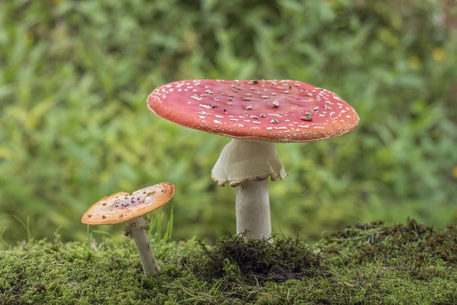 amanita-muscaria-edible-640x480-31246327.jpeg