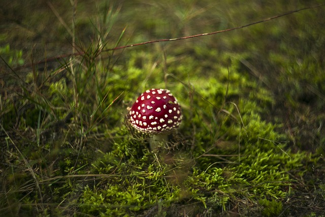 Amanita Muscaria Edible