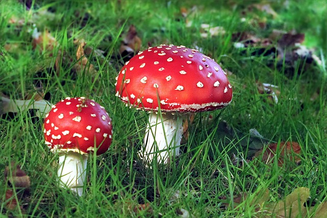Amanita Muscaria Edible