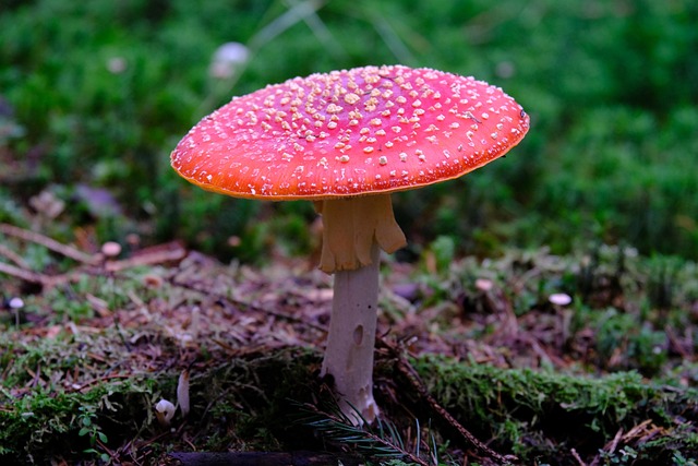 Amanita Muscaria Edible
