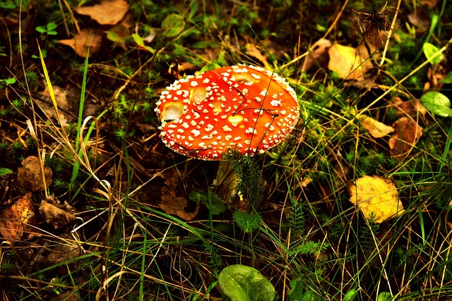 amanita-muscaria-edible-640x480-38443071.jpeg