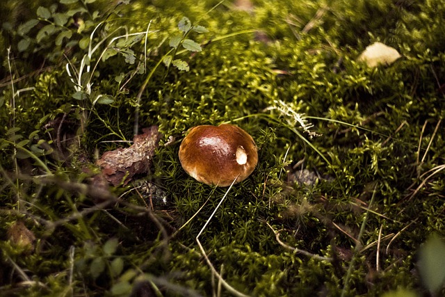Amanita Muscaria Edible