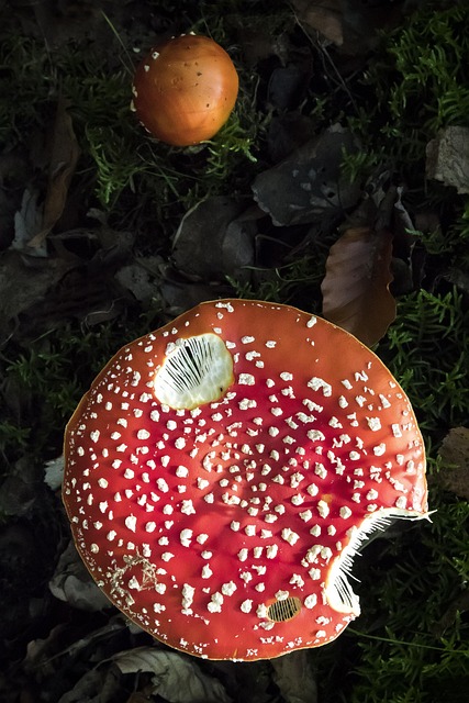 Amanita Muscaria Edible