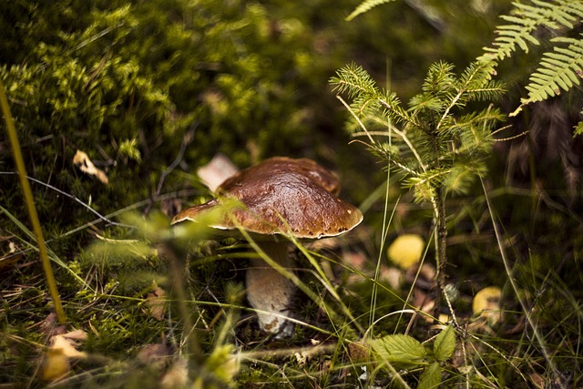 Amanita Muscaria Edible