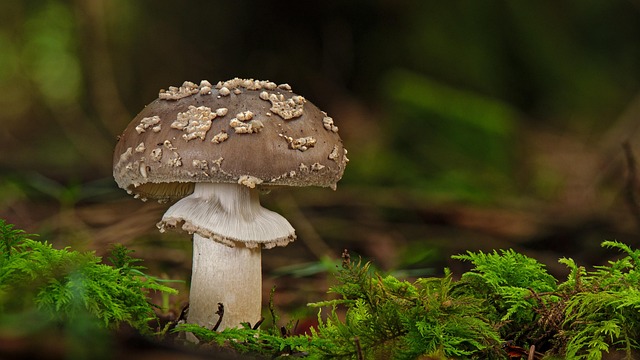 Amanita Muscaria Edible