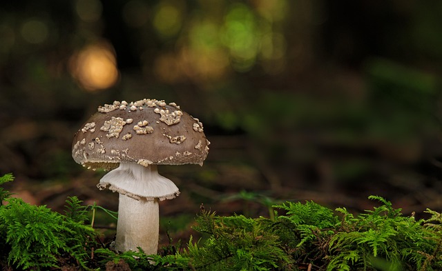 Amanita Muscaria Edible