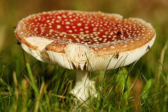 Amanita Muscaria Edible