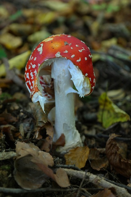 Amanita Muscaria Edible
