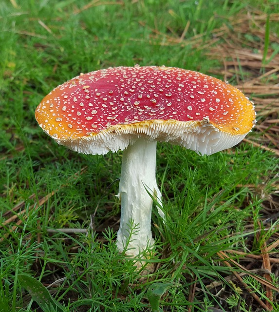 amanita-muscaria-edible-640x480-76253906.jpeg