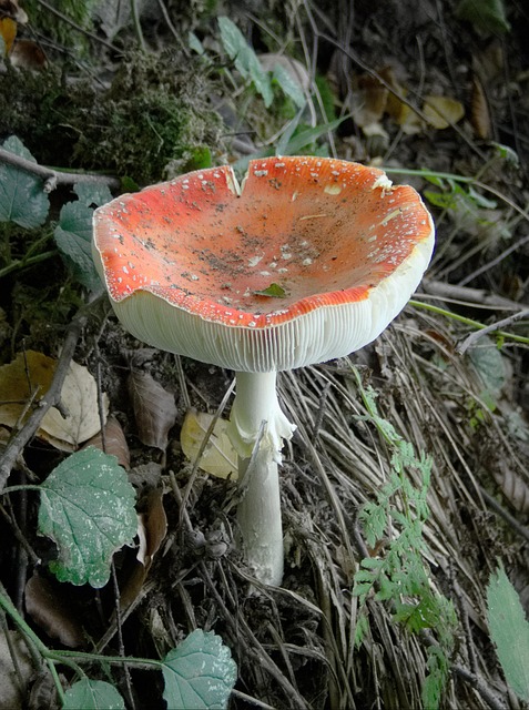 Amanita Muscaria Edible