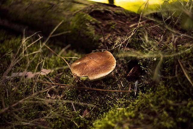 Amanita Muscaria Edible