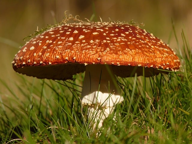 Amanita Muscaria Edible