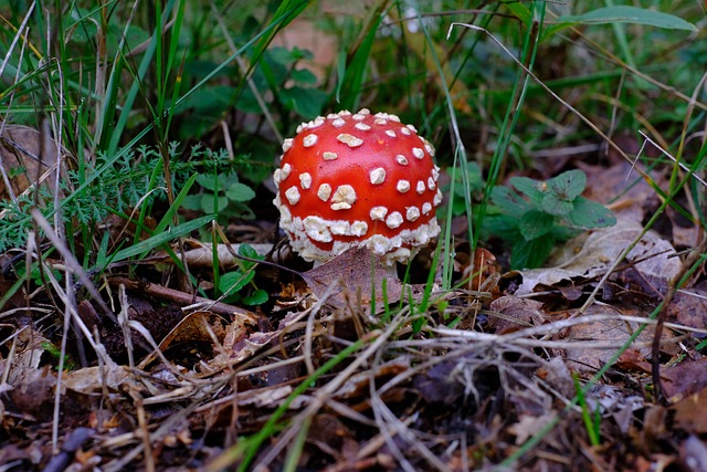 Amanita Muscaria Edible