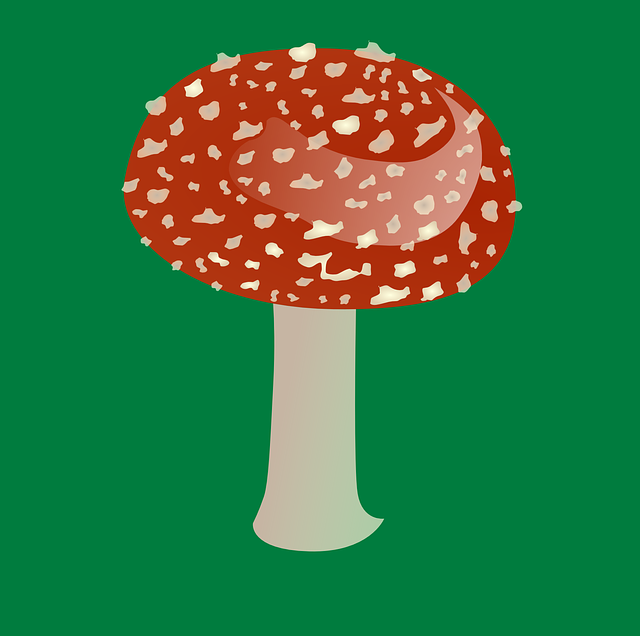 amanita-muscaria-edible-640x480-98126358.png
