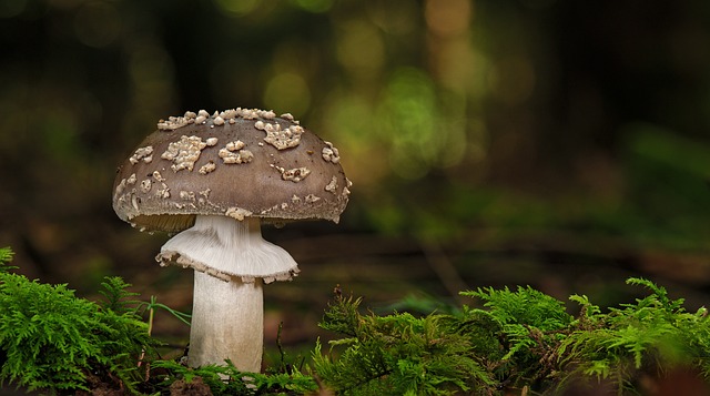 Amanita Muscaria Edible