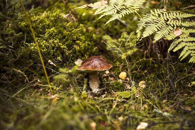 Amanita Muscaria Edible