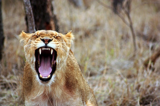 anger control therapy